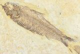 Two Fossil Fish (Knightia) - Green River Formation #237207-2